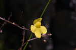 Zigzag bladderwort